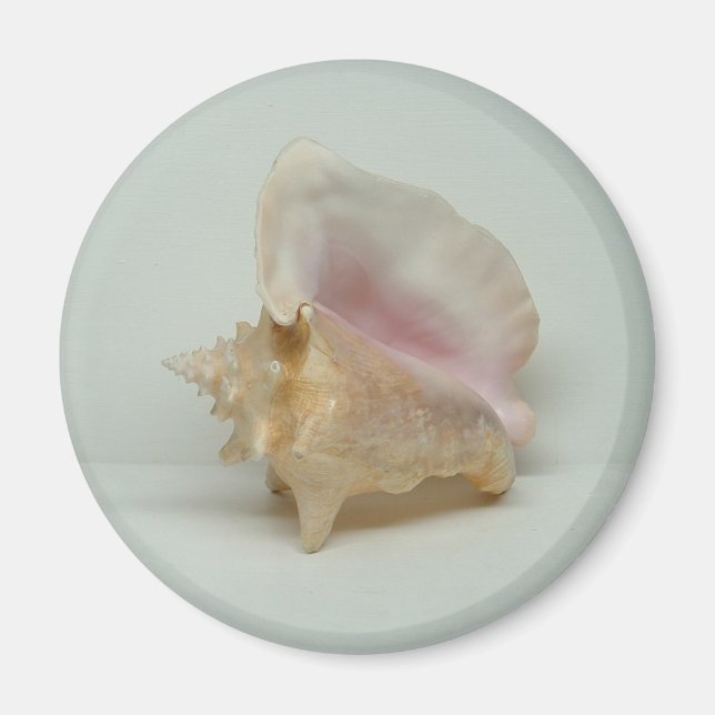 Imã Íman CONCH SHELL (redondo) (Frente)