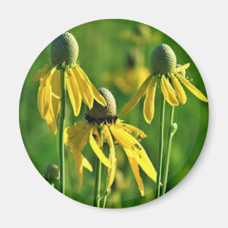 Imã Íman Coneflower com cabeça de cinza