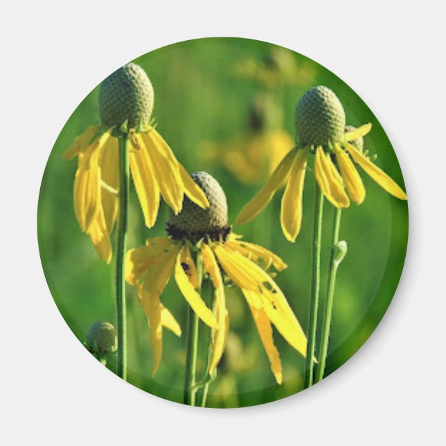 Imã Íman Coneflower com cabeça de cinza (Frente)