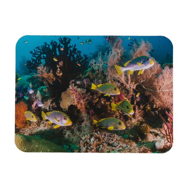Ímã Íman Coral Reef (Horizontal)