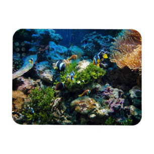 Ímã Íman Coral Reef