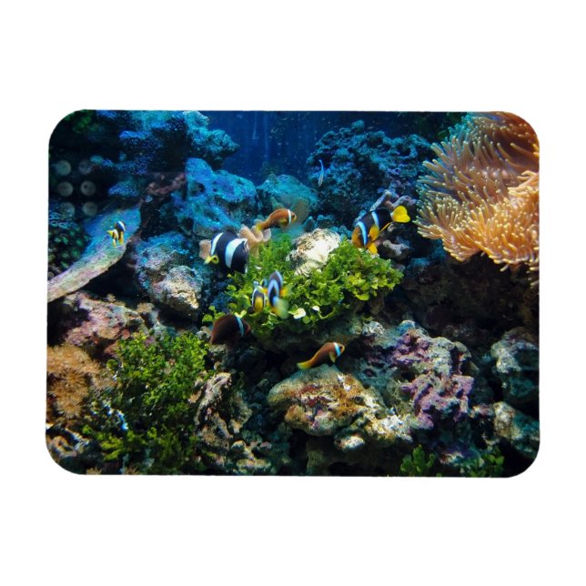 Ímã Íman Coral Reef (Horizontal)