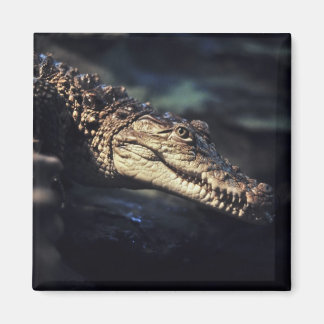 Imã Íman crocodilo