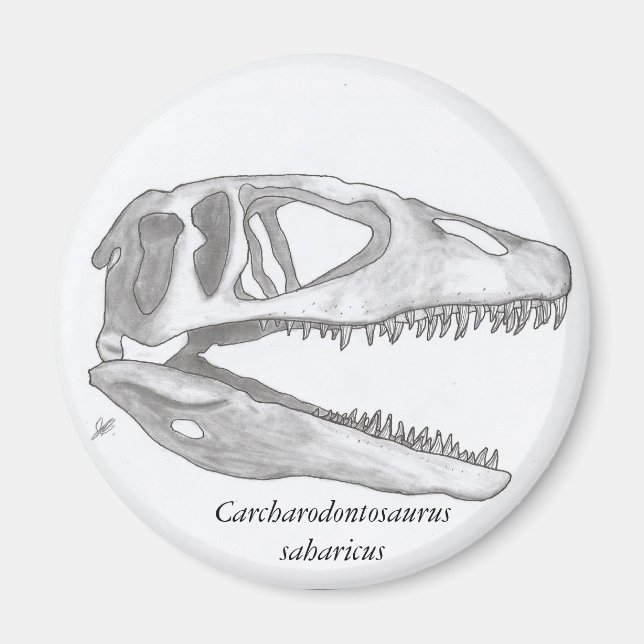 Imã Íman crônico carcharodontosaurus saharicus (Frente)