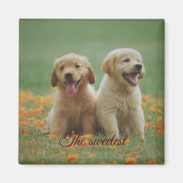 Imã Iman cuadrado de regalo