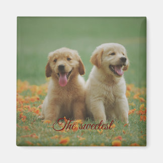 Imã Iman cuadrado de regalo