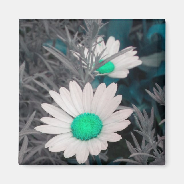 Imã Íman Daisy Branco (w Verde) (Frente)