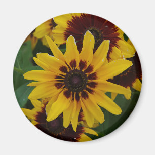 Imã Íman das Flores Amarelas