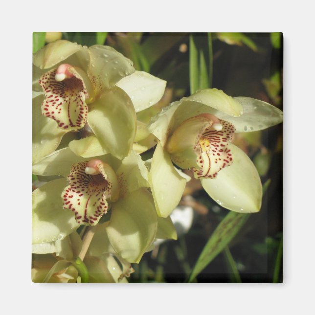 Imã Íman das Orquídeas Cymbidium (Frente)