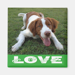 Imã Íman de Amor de Cachorro Filhote Brittany Spaniel