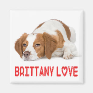 Imã Íman de Amor de Cachorro Filhote Brittany Spaniel