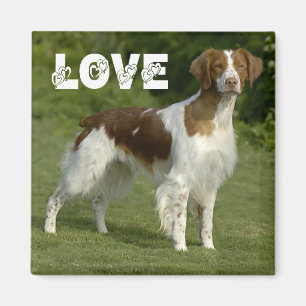 Imã Íman de Amor de Cachorro Filhote Brittany Spaniel