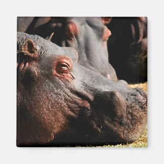 Imã Íman de atitude Hippo