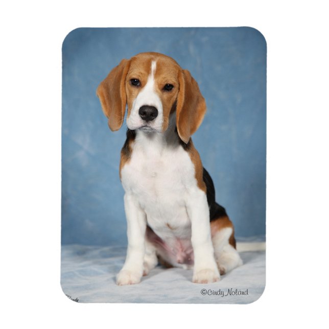 Ímã Íman de Beagle Puppy (Vertical)