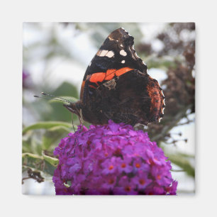 Imã Íman de borboleta almirante vermelha