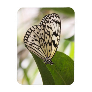 Ímã Íman de borboleta de papagaio