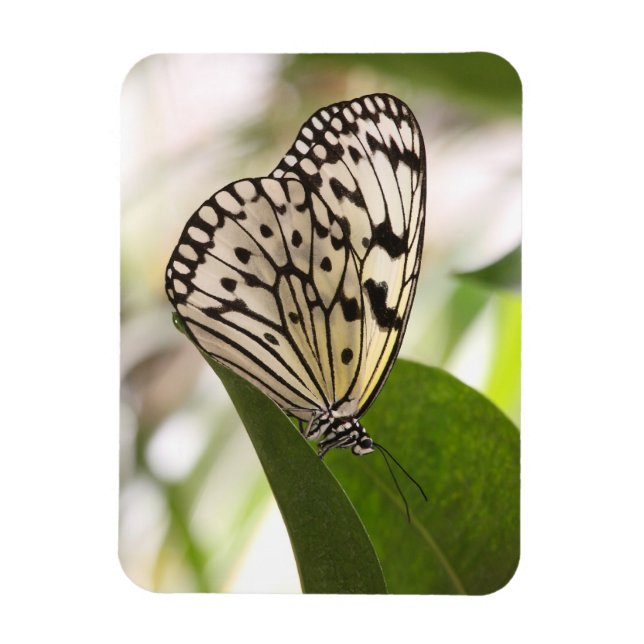 Ímã Íman de borboleta de papagaio (Vertical)