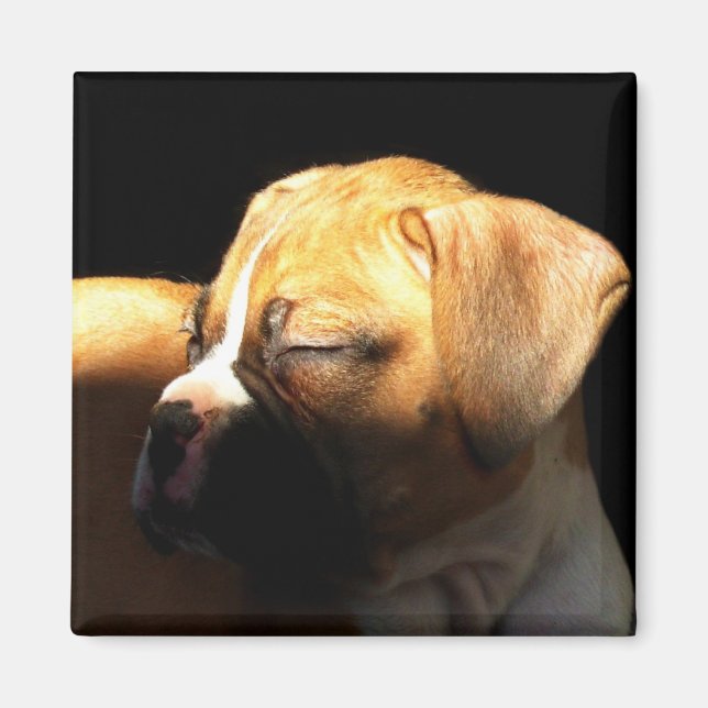 Imã Íman de cachorrinho de boxe adormecido (Frente)