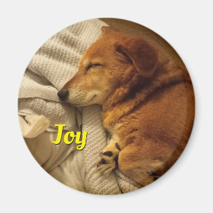 Imã Íman de cachorro sorridente