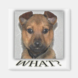 Imã Íman de cachorro super fofo