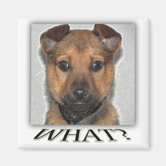 Imã Íman de cachorro super fofo