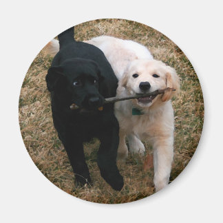 Imã Íman de cachorros pretos e brancos