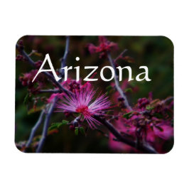 Ímã íman de Calliandra eriophylla, Íman do Arizona