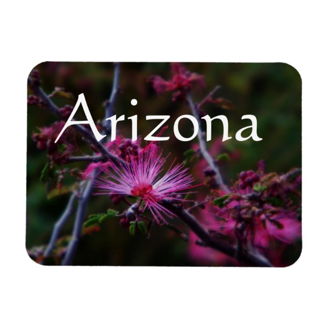 Ímã íman de Calliandra eriophylla, Íman do Arizona (Horizontal)