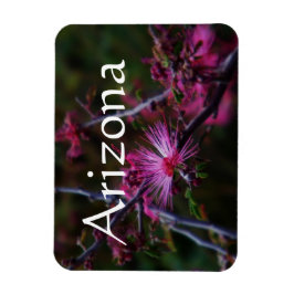 Ímã íman de Calliandra eriophylla, Íman do Arizona
