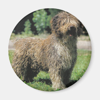 Imã Íman de cão aquático espanhol