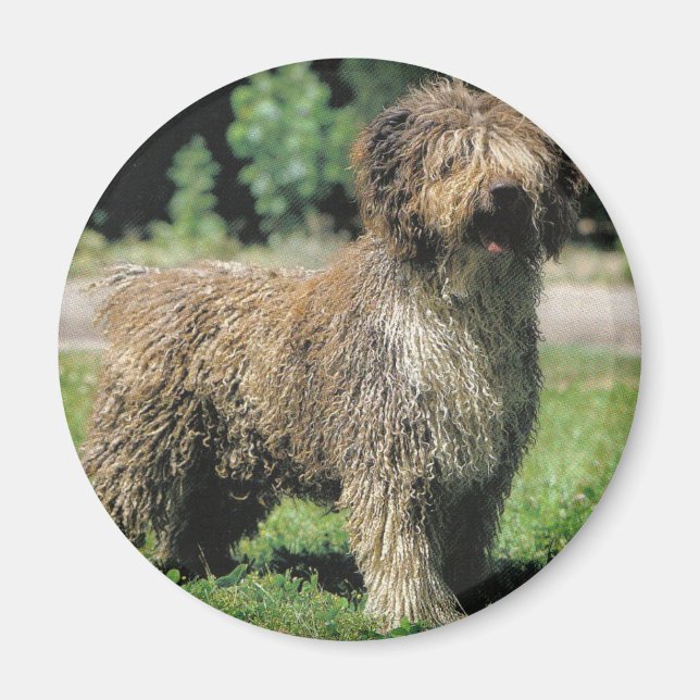 Imã Íman de cão aquático espanhol (Frente)