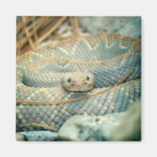 Imã Íman de cascavel