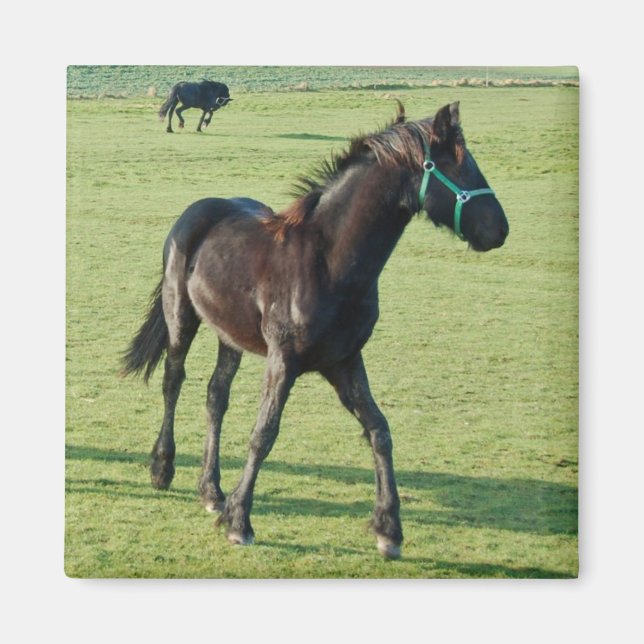 Imã Íman de cavalo (Frente)