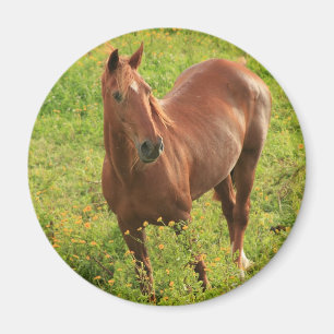 Imã Íman de cavalo