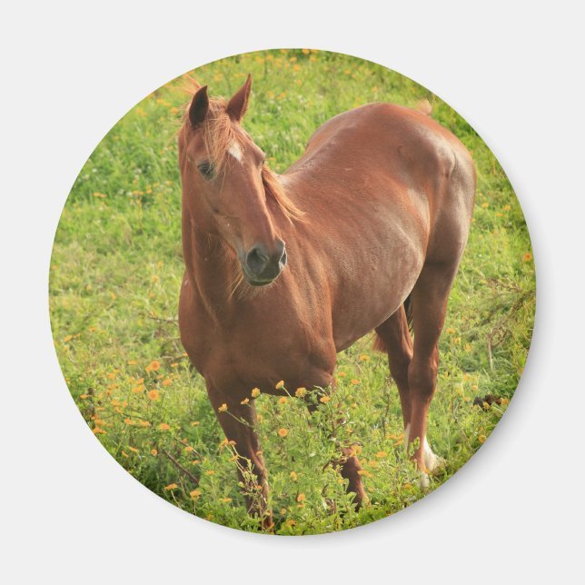 Imã Íman de cavalo (Frente)