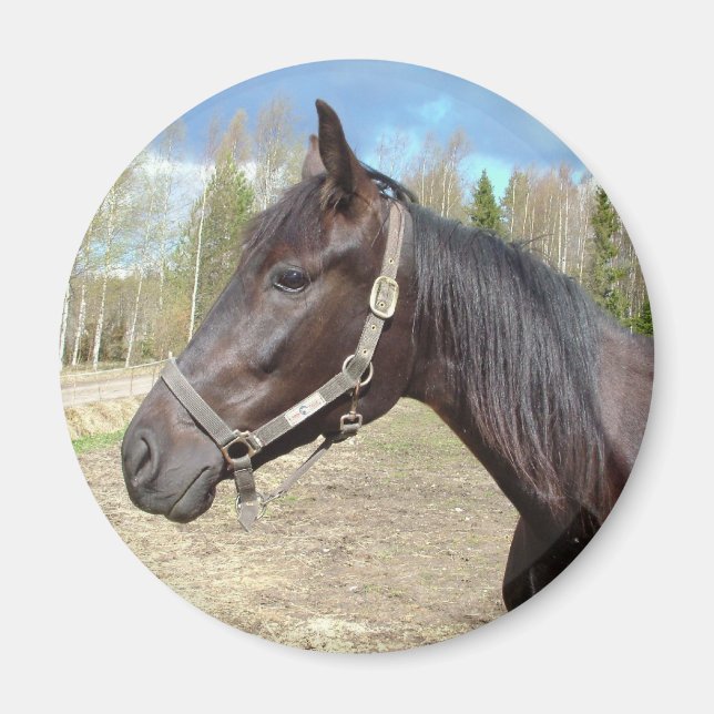 Imã Íman de cavalo (Frente)