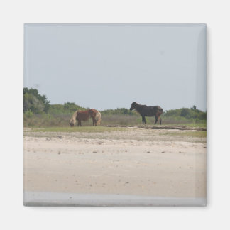 Imã Íman de Cavalo Selvagem