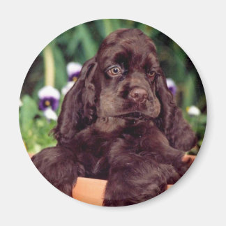 Imã Íman de chocolate