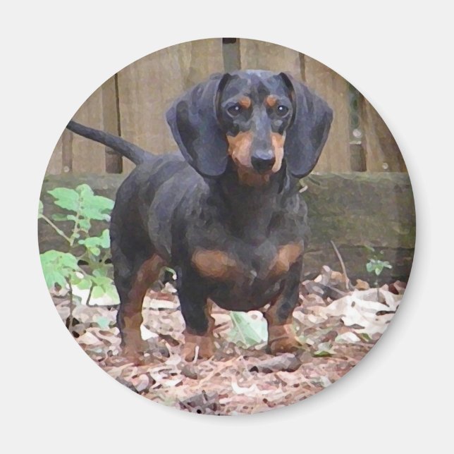 Imã Íman de dachshund bonito (Frente)