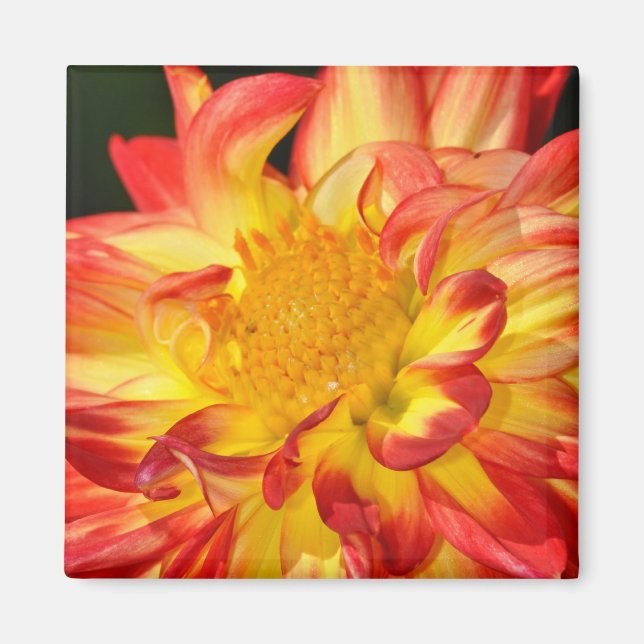 Imã Íman de dália laranja e amarela (Frente)