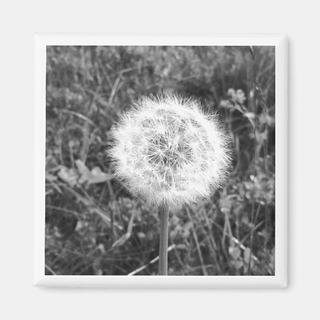 Imã Íman de dandelion preto e branco (Frente)