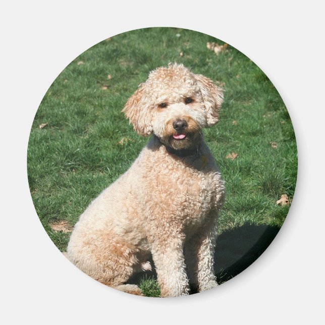 Imã Íman de filhote de Mini Goldendoodle (Frente)
