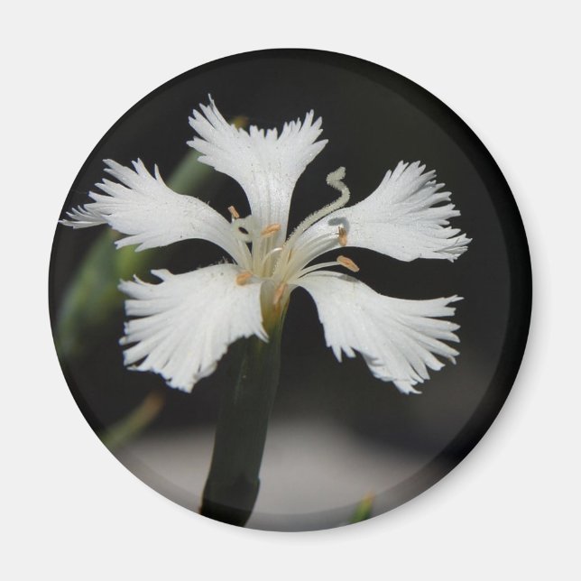 Imã íman de flor branca (Frente)