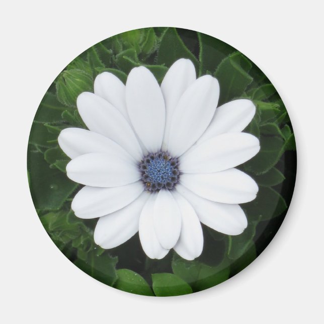 Imã Íman de Flor Branca (Frente)
