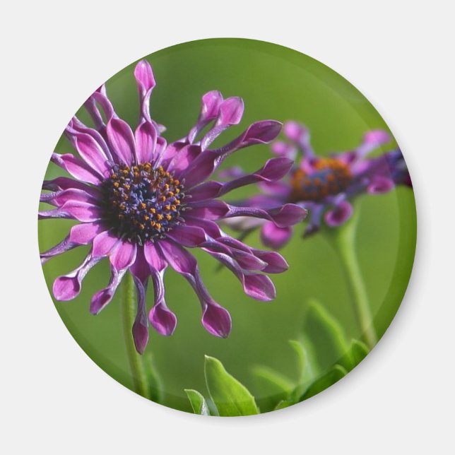 Imã íman de flor púrpura (Frente)