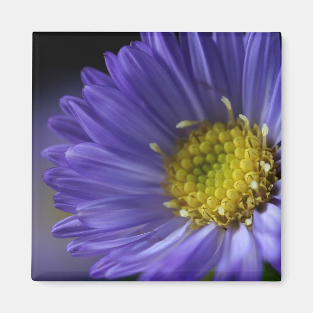 Imã íman de flor púrpura (Frente)