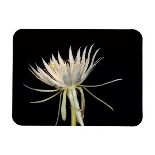 Ímã Íman de flores de cactus