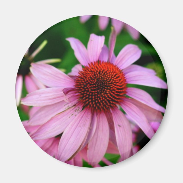 Imã íman de flores de echinacea rosa (Frente)