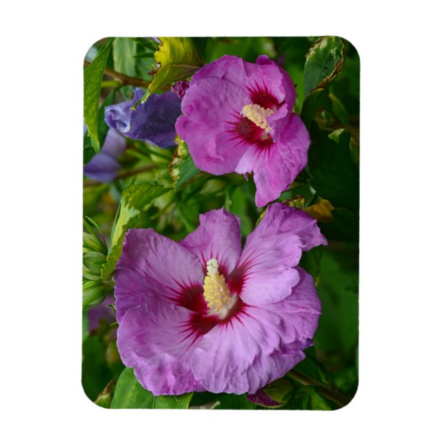 Ímã Íman de flores de hibisco roxo (Vertical)