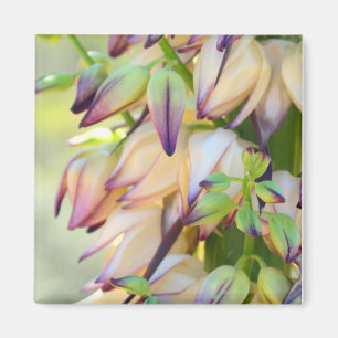 Imã íman de flores iucca